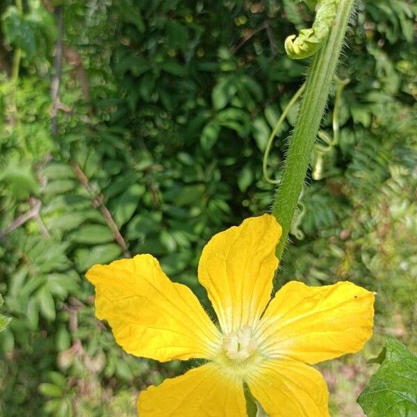 Benincasa hispida Flower