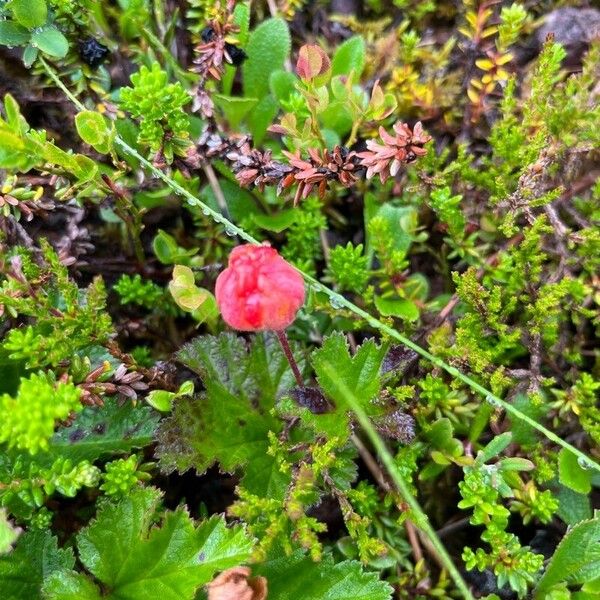 Rubus chamaemorus फल