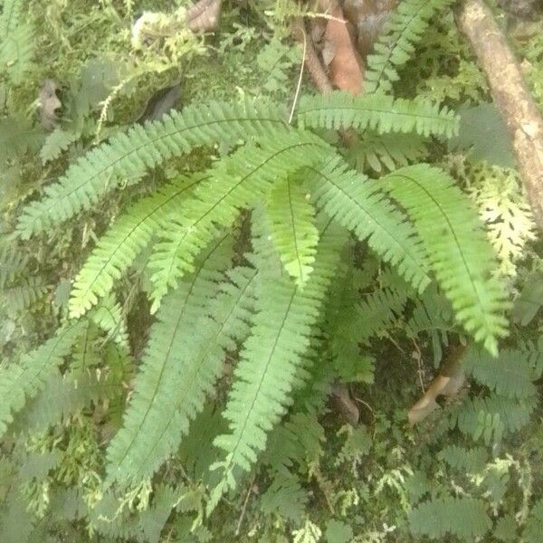 Adiantopsis radiata Leaf