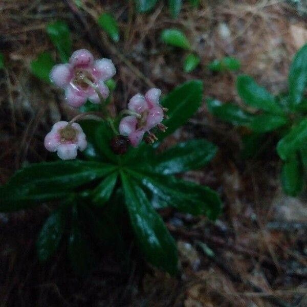 Chimaphila umbellata Flower