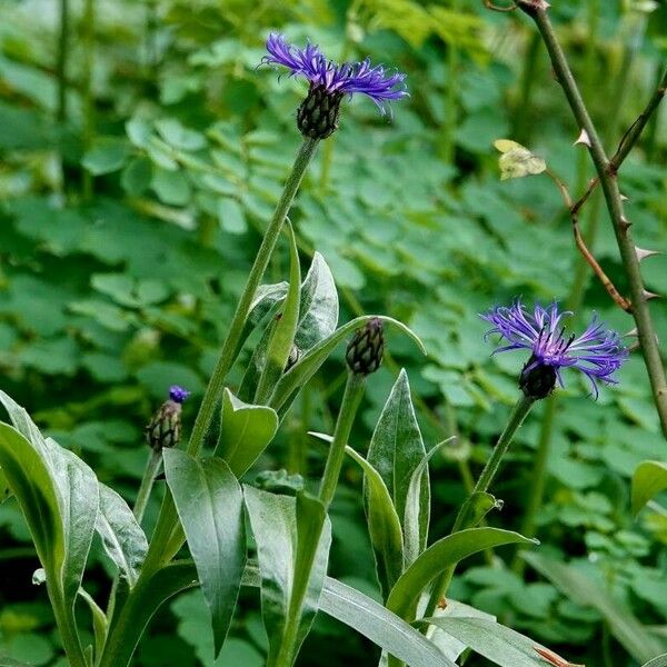 Centaurea montana 花