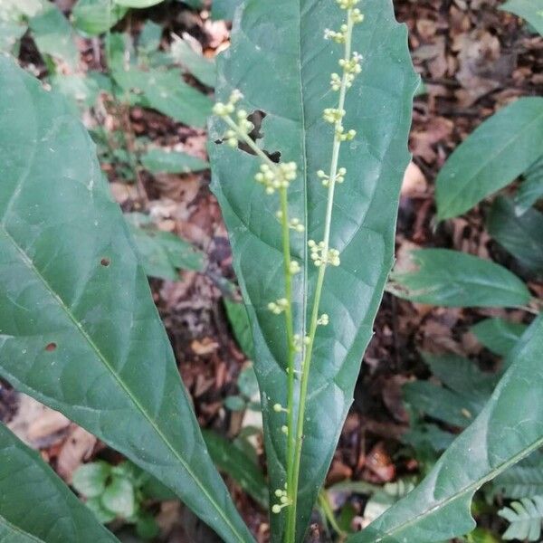 Mareya brevipes ফুল