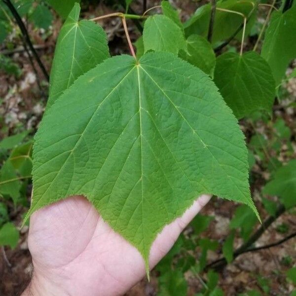 Acer pensylvanicum Ліст