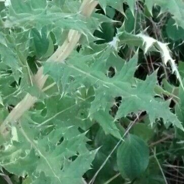 Echinops sphaerocephalus Blatt