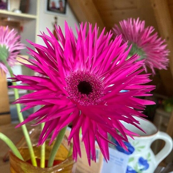 Gerbera jamesonii Fiore