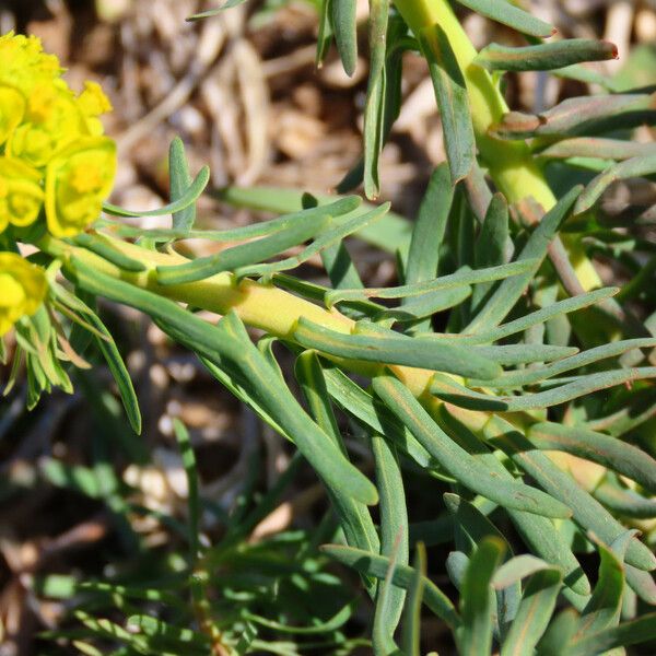 Euphorbia cyparissias Folio