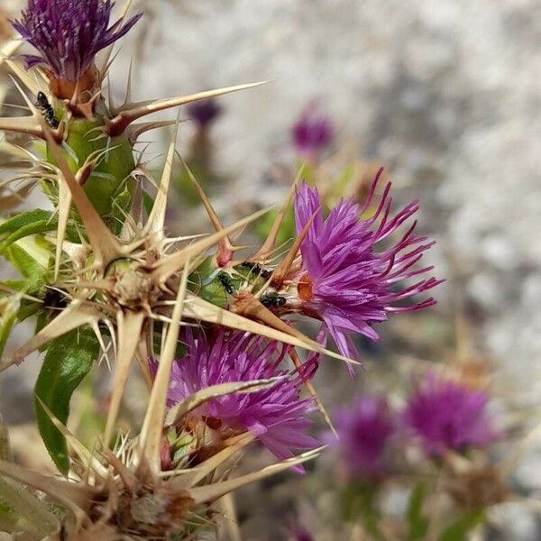 Centaurea calcitrapa Flower