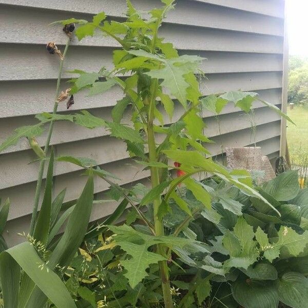 Lactuca canadensis Folio