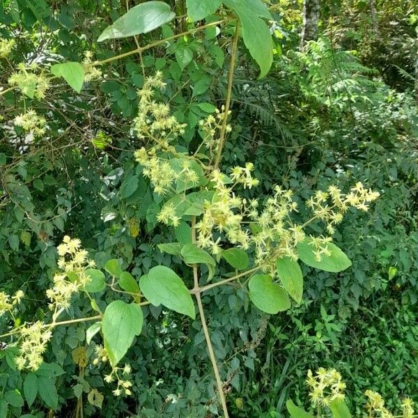 Clematis haenkeana Costuma