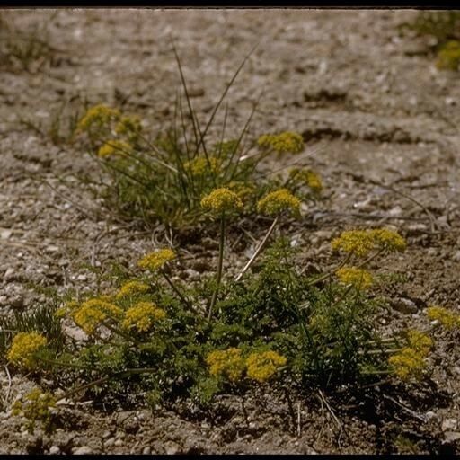 Cymopterus petraeus Habitus