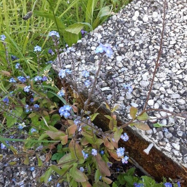 Myosotis arvensis Blodyn