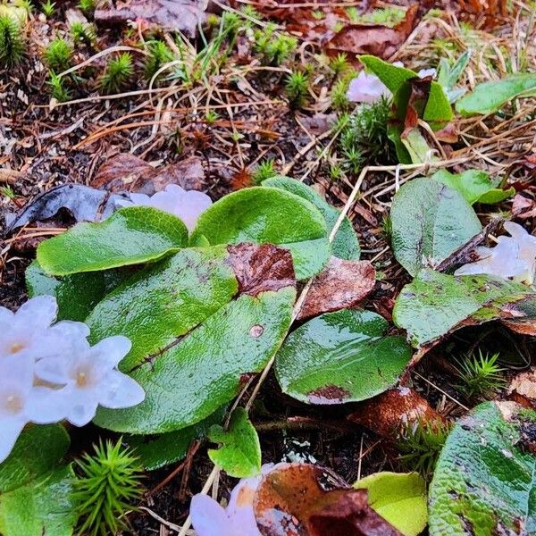 Epigaea repens Alkat (teljes növény)