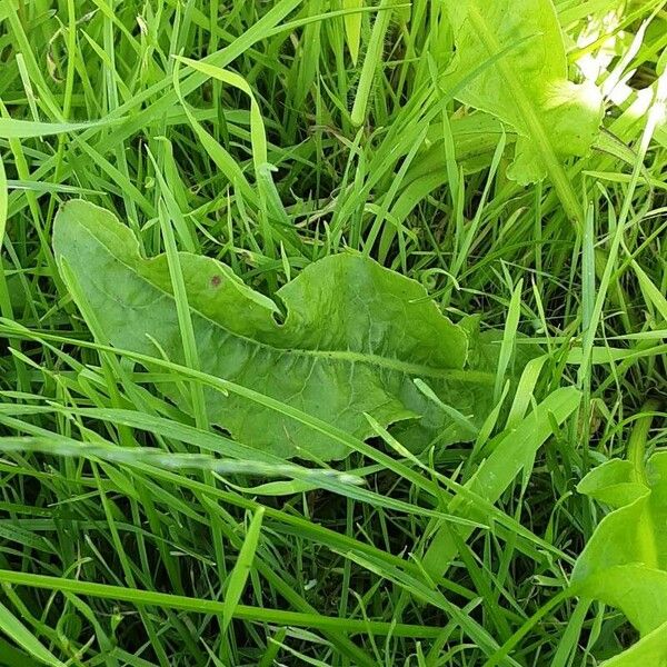 Rumex patientia Hoja