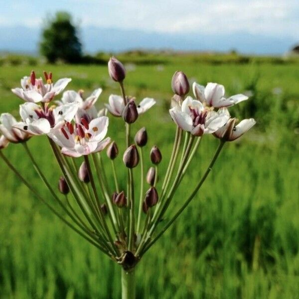 Butomus umbellatus Flower