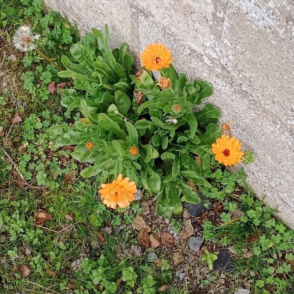 Calendula stellata عادت داشتن