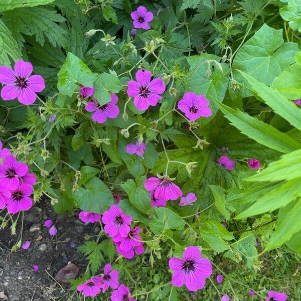 Geranium psilostemon ফুল