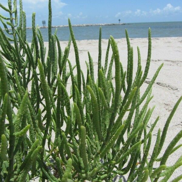 Salicornia bigelovii Habitat