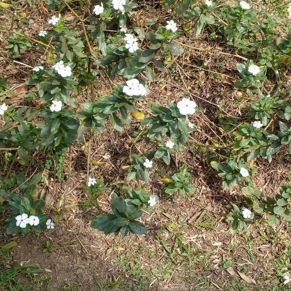 Catharanthus coriaceus Flower