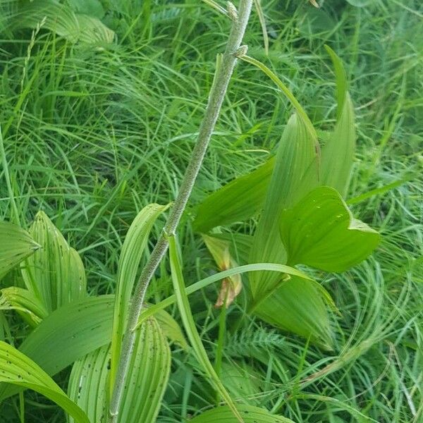 Veratrum nigrum 花