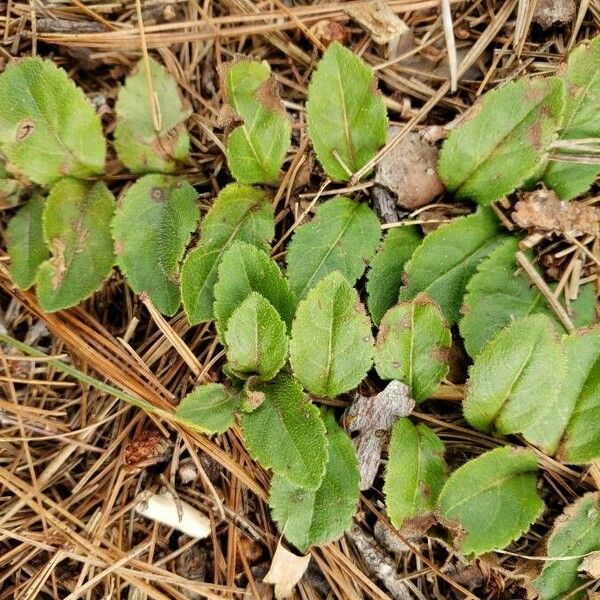 Veronica officinalis Frunză