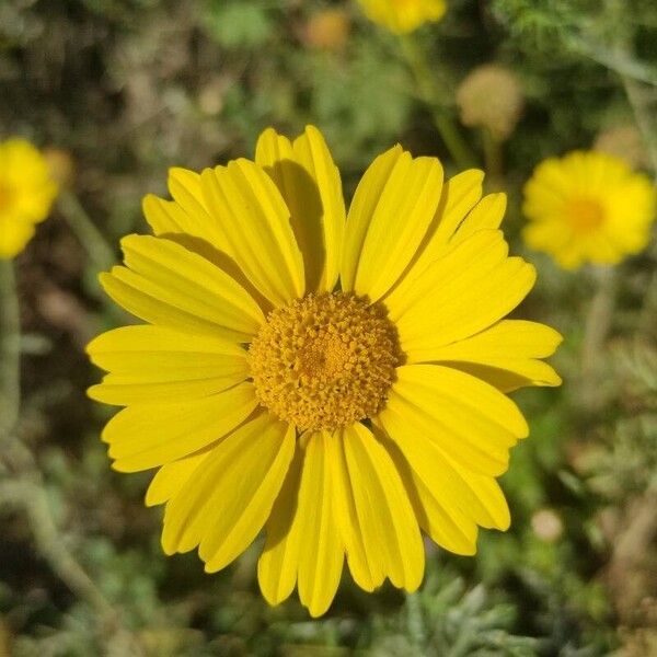 Glebionis coronaria പുഷ്പം