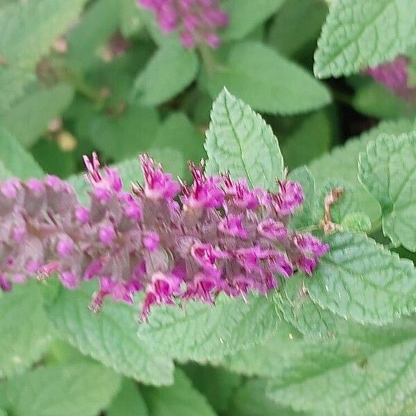 Teucrium hircanicum 花