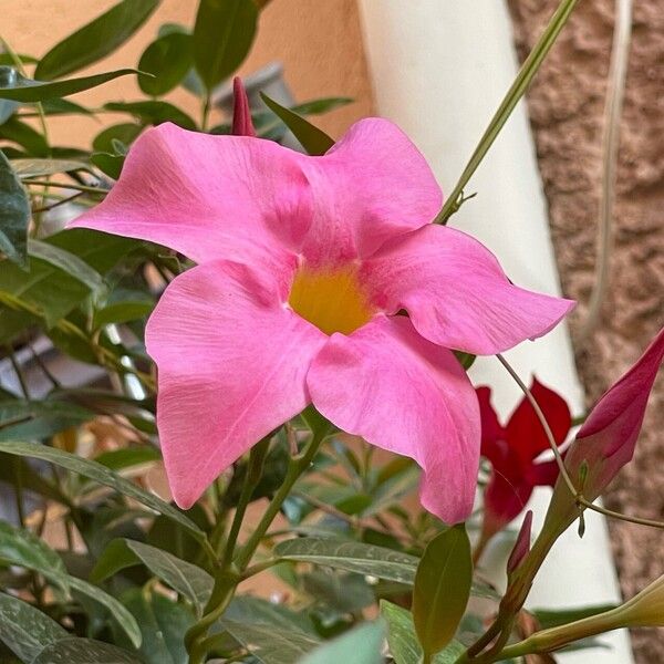 Mandevilla laxa ᱵᱟᱦᱟ