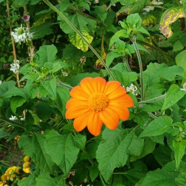 Tithonia rotundifolia Fiore