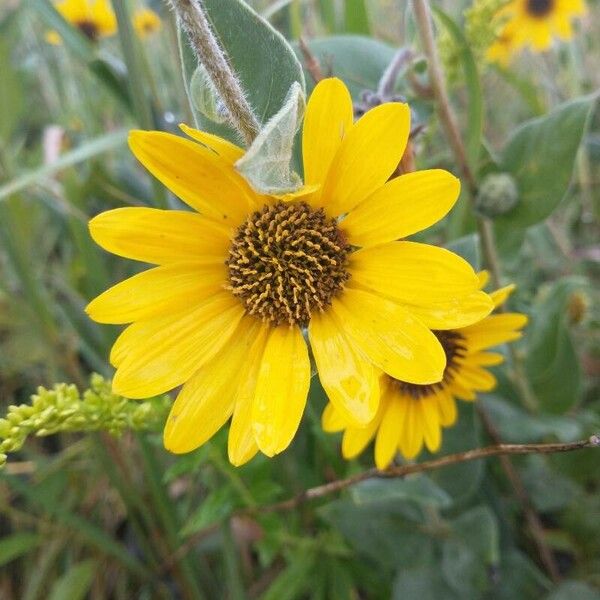 Helianthus mollis Kvet