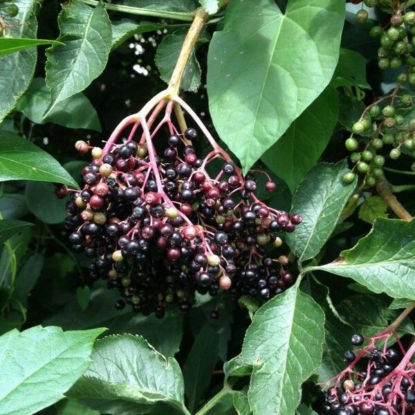 Sambucus nigra Frucht