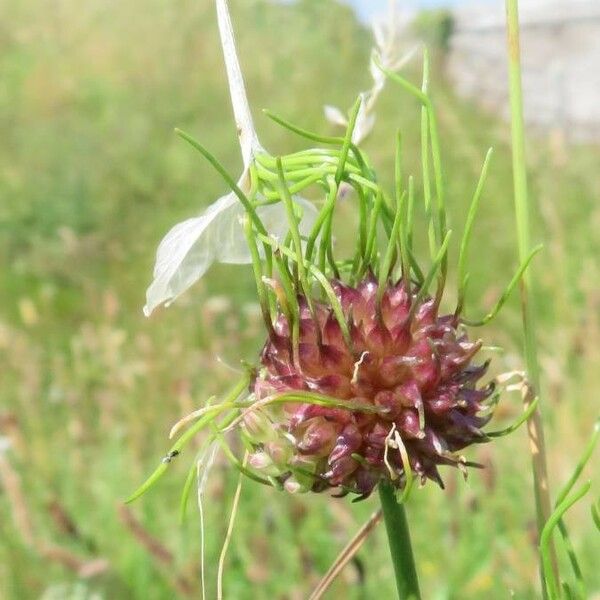 Allium vineale Frutto