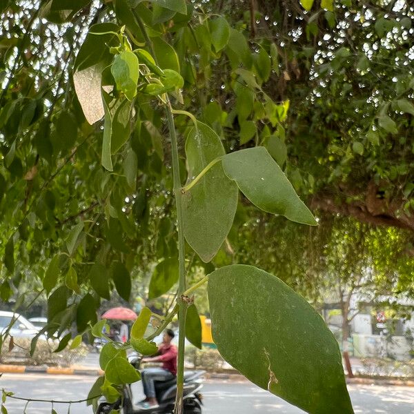 Salvadora persica Blatt