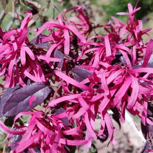 Loropetalum chinense 花