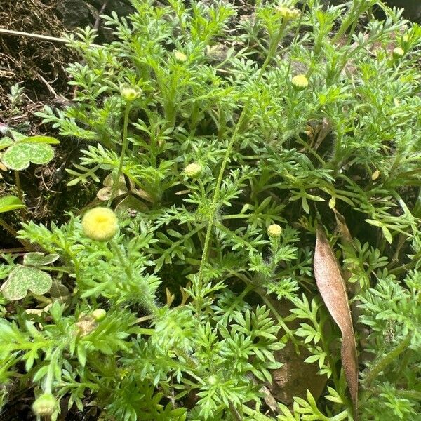 Cotula australis Habit