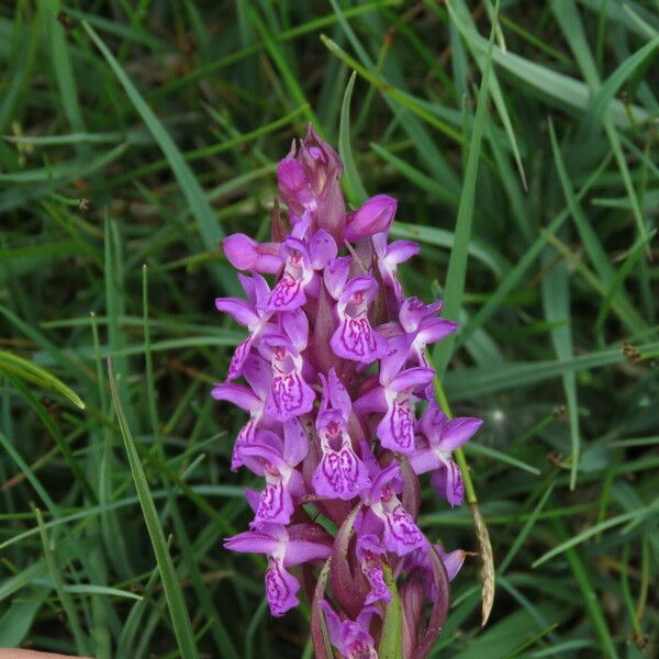 Dactylorhiza incarnata फूल