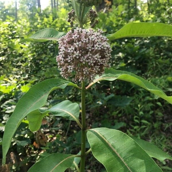 Asclepias variegata Цветок