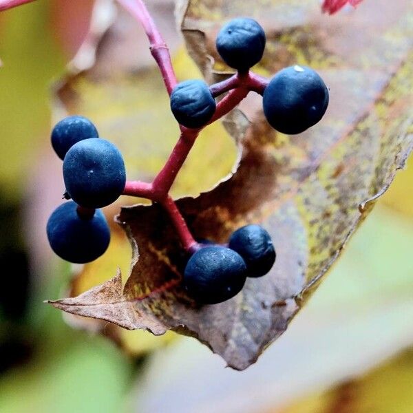 Parthenocissus quinquefolia Fruit