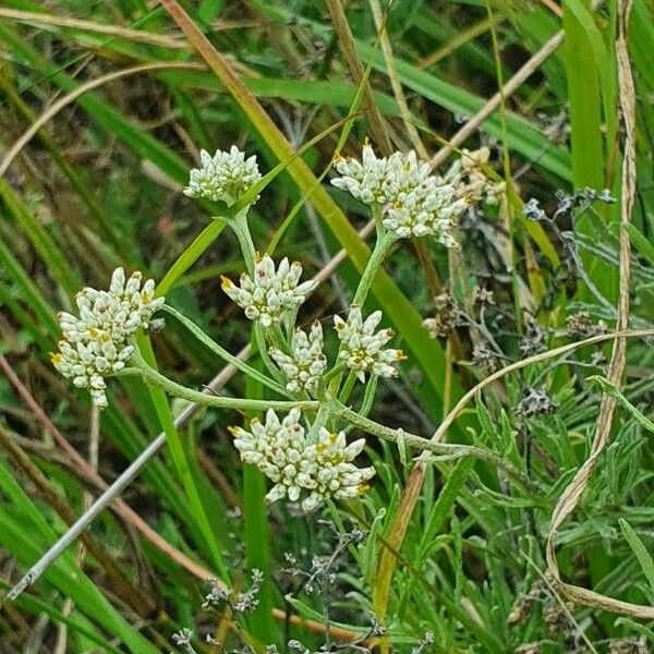 Helichrysum glumaceum Blomst