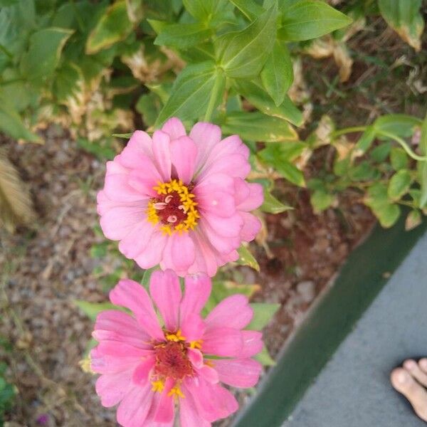 Zinnia peruviana Flower