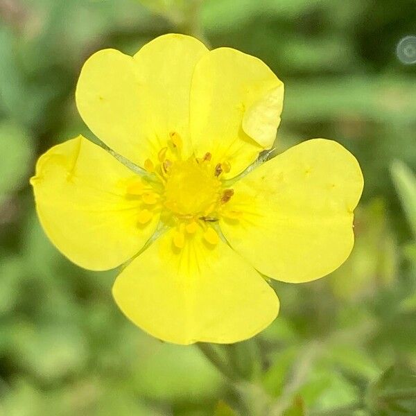 Potentilla recta Žiedas