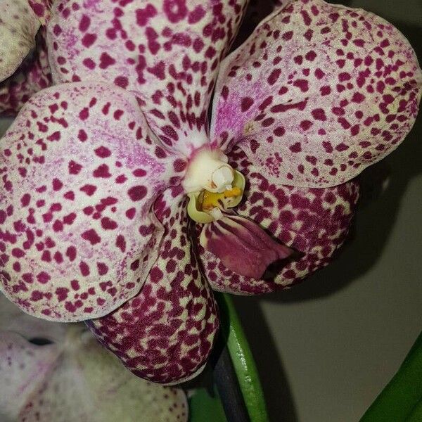 Vanda coerulescens Blomst