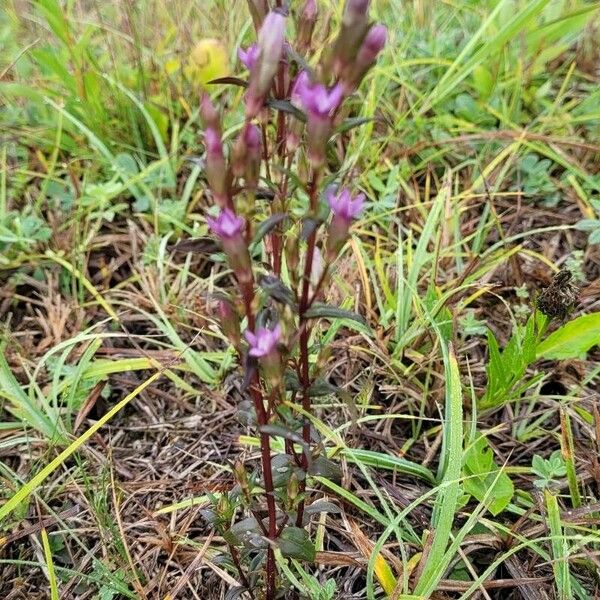 Gentianella amarella Flor