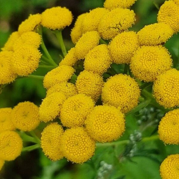 Tanacetum vulgare Žiedas