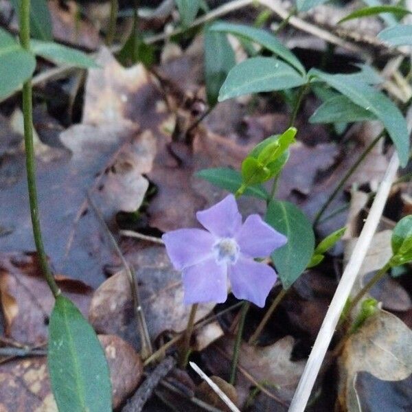 Vinca minor Žiedas