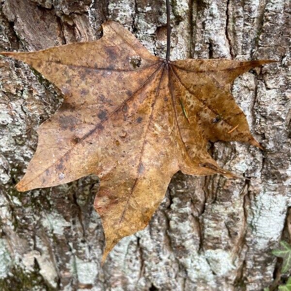 Acer cappadocicum Leaf