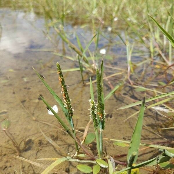 Alopecurus geniculatus Floare