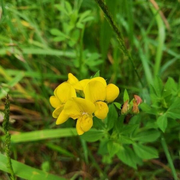 Lotus corniculatus Cvet