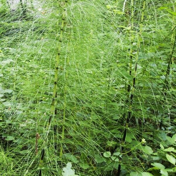 Equisetum telmateia Fulla