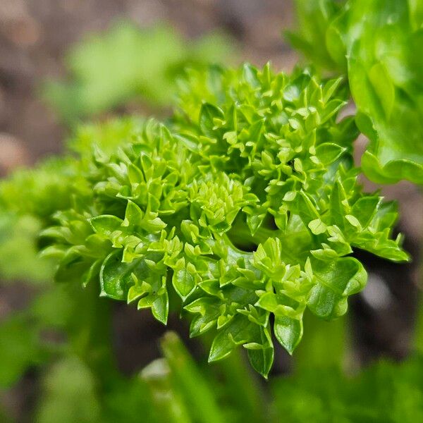 Petroselinum crispum Leaf