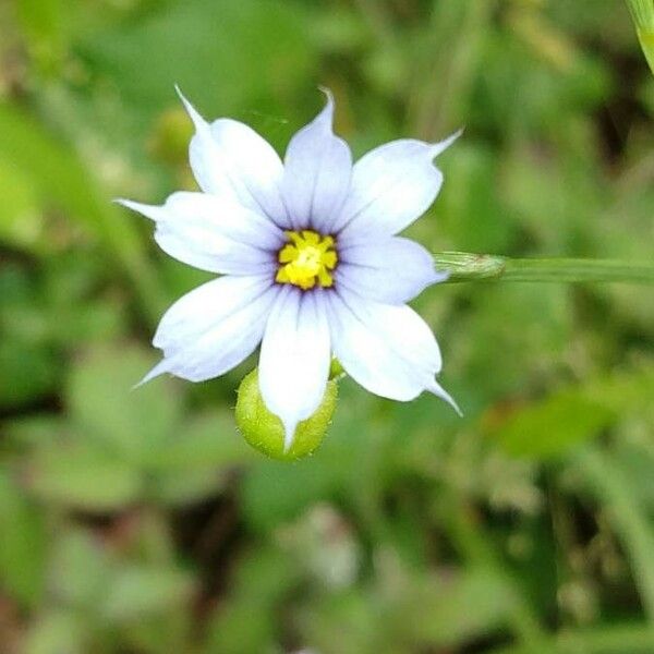 Sisyrinchium montanum Virág